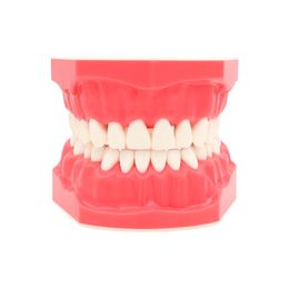 Dentaire 1: 1 Modèle de dents dentisterie Brossage Pratique du fil de brosse à étudier le modèle d'enseignement Falseeth M7010-1 Dentures M7010-2