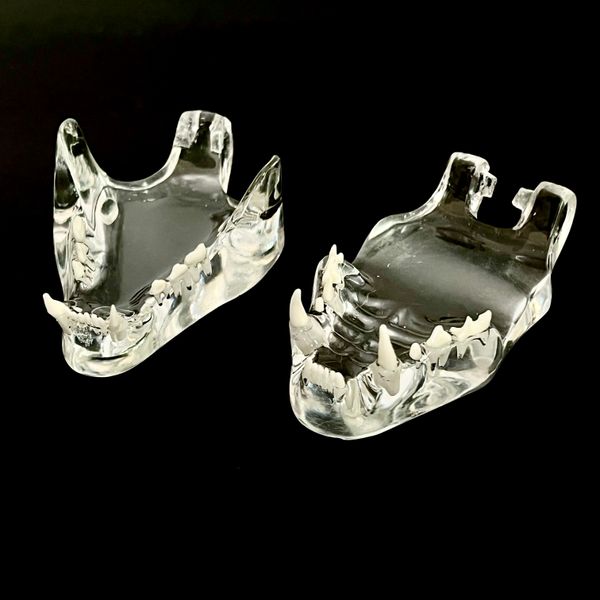 Dientes de resina de animales dentales Dog Cat Modelo de dientes de dientes de resina Dientes de dientes veterinarios Accesorios dentistas dentistas