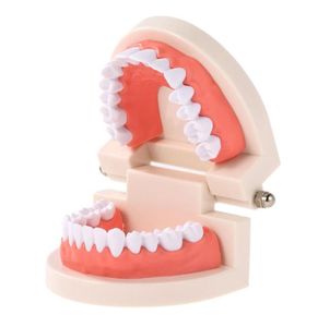 Modelo de enseñanza de dientes dentales para niños, herramienta de demostración estándar de encías y dientes para adultos, para estudiar 9211725