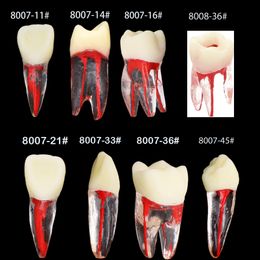 Tandheelkundige endo tanden root kanaalmodel endodontisch bestand rct oefenblok pulpholte training lab voor lesstudie