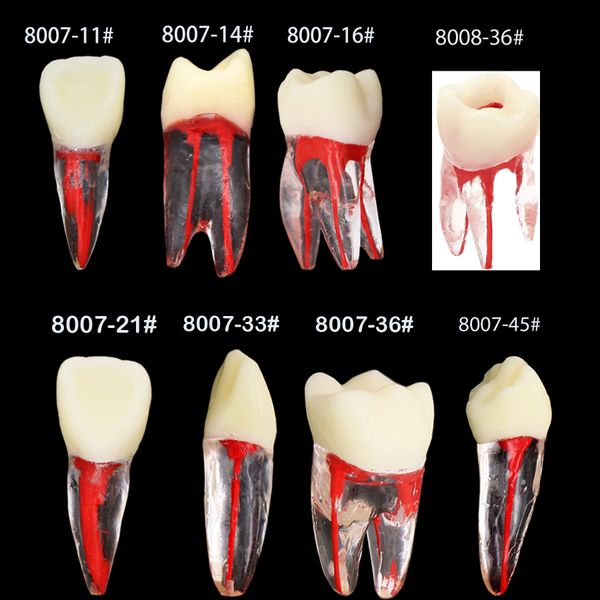 Modèle de canal racine de dents dentaire EndoDontic Fichier RCT Practice Block Pulp Cavity Training Labor pour l'étude de l'enseignement