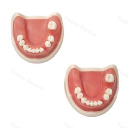 Modèle de pratique du modèle de dents de dents pour la pratique de formation des étudiants dentiste sutures de gomme enseigne la démo médical oral