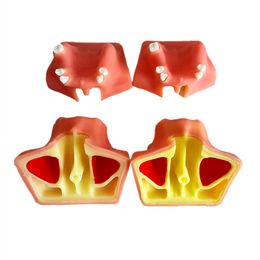 Tandheelkundige praktijkmodel Maxillair liftmodel Upper Sinus Tillen implantaattraining