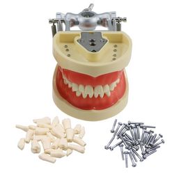 Dental Typodont Model 32 Dent de vis à vis amovible Gommes molles pour Kilgore Nissin