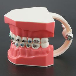 Dental typodont orthodontic dents Modèle 1: 1 Étude de démo standard Enseignement avec archwire ligature supports métalliques Tubes buccaux