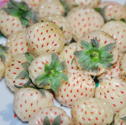 Wholesale Seeds At $3.02, Get 300 Seeds Sweet Fragrance Thick White ...