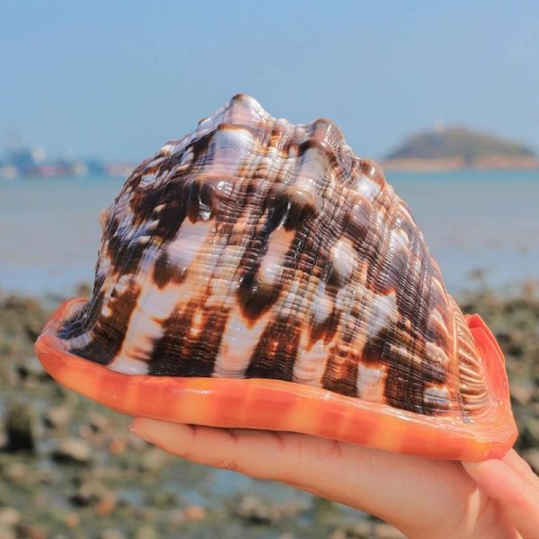 Dispositif 1216cm Big Big Shel Shells Snail Wao Conch Nautical Home Decor Beach Wedding Decorations Collectibles Aquarium Paysage