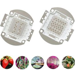 Puce LED COB 10W 20W 30W 50W 100W, puces de culture, perles lumineuses rouge bleu, 620nm/455nm, pour culture hydroponique de plantes d'intérieur