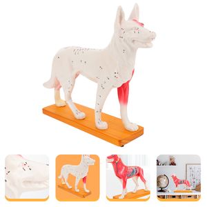 Dog acupoint model professionele acupunctuur honden body tools kinderen leren training dier anatomische veterinaire onderdelen