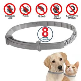 Honden anti -vlooien en tekenkragen, PET 8 maanden Bescherming Verstelbare kraag voor grote hondenpuppykat, hondenaccessoires