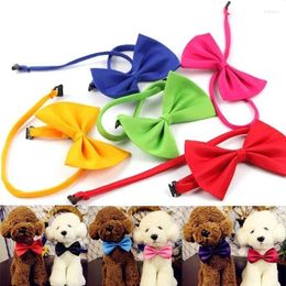 Appareils pour chiens 1 PC Collier de couleur de couleur unie avec plusieurs couleurs en option des liens de chiot de chat en option des accessoires