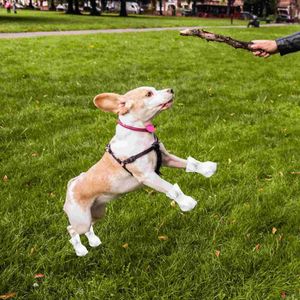 Ropa para perros, 4 Uds., zapatos para cubrir pies de mascotas, cubiertas desechables de tela para exteriores, botas, botines pequeños, patas para perros, cachorros