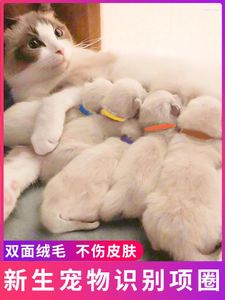 Cercle d'identification pour animaux de compagnie nés pour animaux de compagnie Marque chat avec chiot