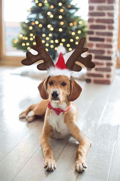 Vêtements de chien Costume de chiens de Noël Elk Renne Antler Bandeau avec Santa Hat Pet Cool Headwear Accessoires