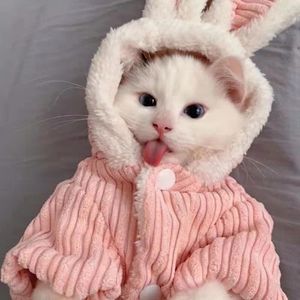 Vêtements de vêtements pour chiens automne et hiver en peluche en penddy chiot poméranien bichon mignon bon chat chat