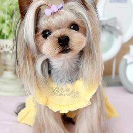 Vestuário para cães roupas para animais de estimação vestido toalha macia tecido sexy cintas saia sem mangas confortável uma peça poodle maltese chihuahua