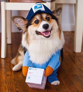 Vêtements pour chiens Courrier drôle transformé en chiens de compagnie chat moyen et grand chien décoration de jour d'Halloween fournitures vêtements vêtements