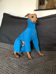 Hondenkleding Hoge kraag hondenkleding in de winter Warm Fleece Dog Coat is geschikt voor Whitty Italiaanse kleine Greyhound -kleding 230812
