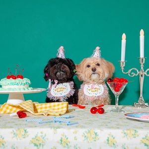 Vêtements de chien INS Corée Party Bib Pet Anniversaire Saliva Serviette Bichon Triangle Écharpe Chat Chapeau Set281S