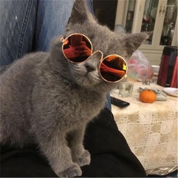 Vêtements pour chiens Mini lunettes de chat pour animaux de compagnie mignons produits pour animaux de compagnie pour petits chiens chats lunettes de soleil lunettes de soleil lunettes Pos accessoires accessoires fournitures