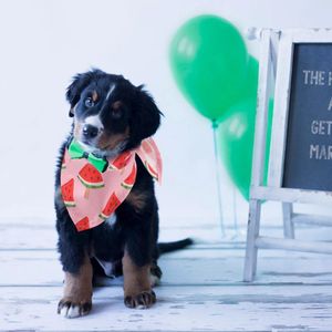 Vêtements pour chiens Bavoir pour animaux de compagnie Anniversaire Bandana triangulaire Décor de fraise Écharpe Costume de fête Tenues Bavoirs Bandanas imprimés