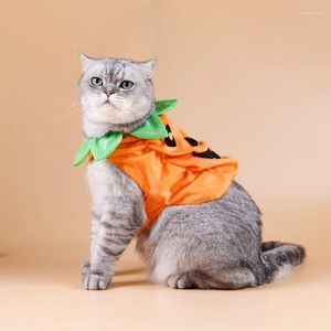 Vêtements de chien pour animaux de compagnie de fête d'anniversaire de fête décoration halloween en peluche de citrouille en peluche