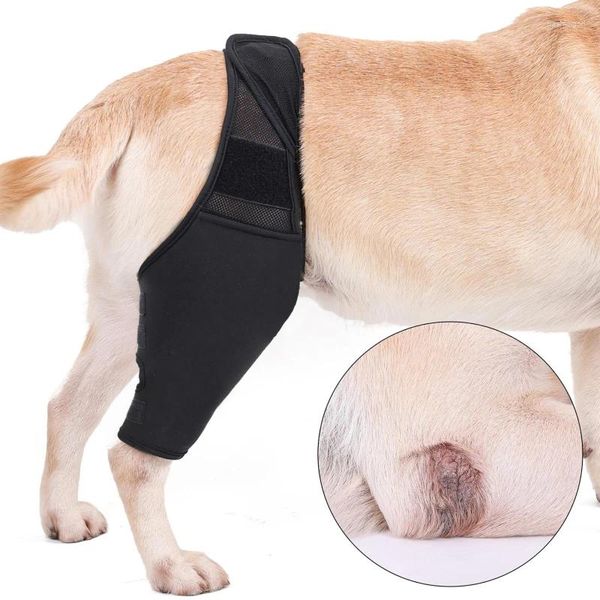 Ropa de perros Pet Wnea de rodilla para las patas de lesión articular Pats protector protector de muslo envoltura correa de soporte ajustable fijación postoperatoria