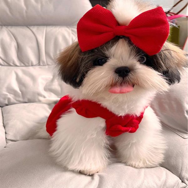 Vestimenta de princesa de reverso rojo para gatos y perros chaqueta caliente cachorro ropa de peluche suministros de mascotas accesorios