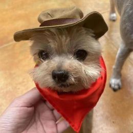 Les vêtements pour chiens se distinguent avec ce chapeau de compagnie accessoires de costumes élégants ensemble de serviettes de salive cowboy confortables bandana pour chiens animaux de compagnie