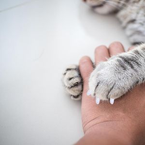 Hondenauto -stoelbedekkingen Cat Nail Caps Soft Paws Rubberen katten kleurrijke huisdieren tips controle beschermers verzorgen