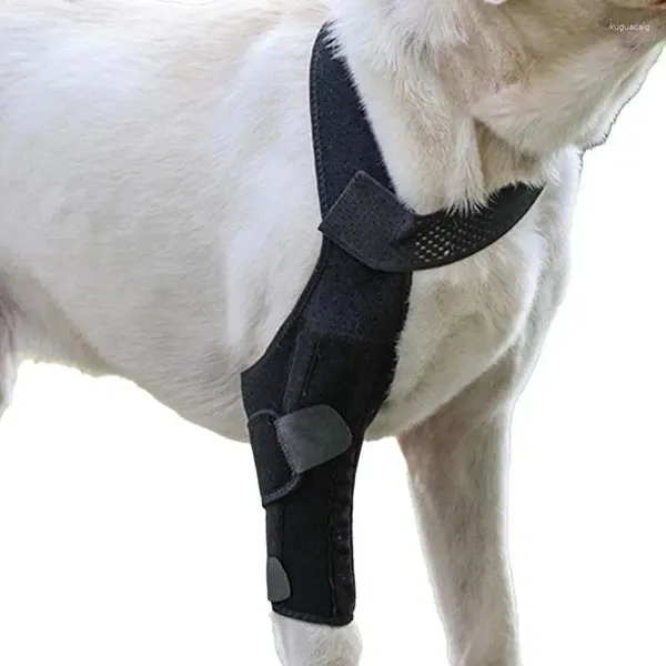 Genouillère de transport pour chien, grand Support de jambe arrière, dos respirant avec bande métallique, protection à haute élasticité pour chiens âgés