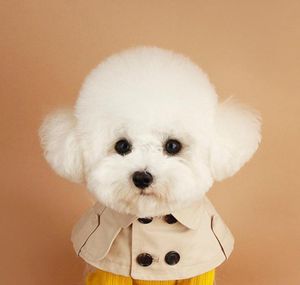 Hondenkraag Beige Pet Bandana Scarf Britse stijl Cloak Trench Coat Cat Carrars voor kleine hondenpuppy BIB Accessoires2826663