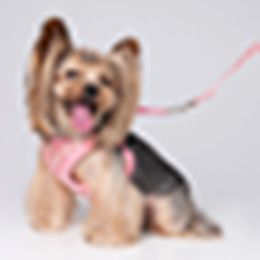 Collar para perros Chaleco para mascotas de diseño Letra jacquard clásica Malla suave y transpirable Cinturón de seguridad ajustable para mascotas Adecuado para cinturones para mascotas para perros y gatos pequeños y medianos