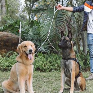 Hondenkragen 3 meter tweekoppige riem voor honden Duurzame staaldraad PET LEEMENHEID ANTI-BITE TIE UITSCHAP VAN KABEL Outdoor Toonaangevende riembenodigdheden