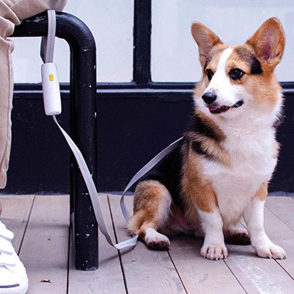 Colliers pour chiens, laisse réglable, automatique, Flexible, corde de Traction pour chat, ceinture pour produits pour animaux de compagnie