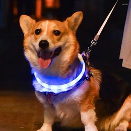 Collares para perros, Collar para mascotas para todo clima, impermeable, Led, tamaño ajustable, modos intermitentes para seguridad nocturna, perros de silicona recargables