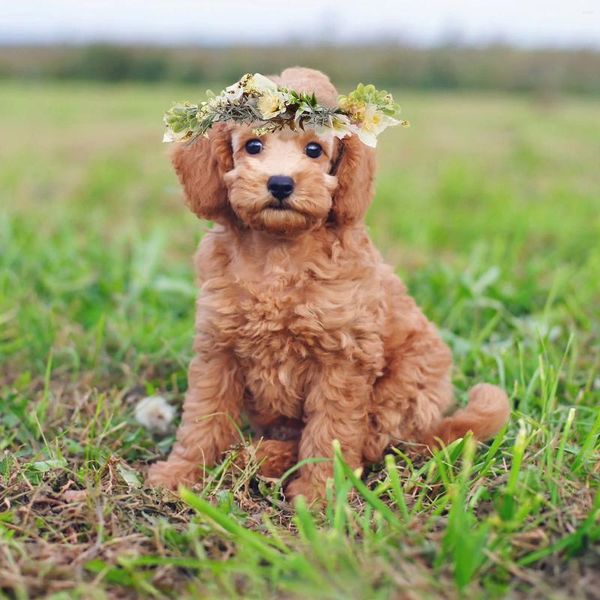 Collares de perro Europeo Americano Viaje Cachorro Tela Boda Corona de flores artificiales