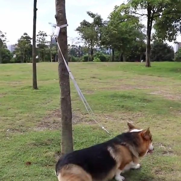 Collares para perros Correas Correa reflectante para perros Suministros para perros perdidos Correas para perros para caminar al aire libre Cuerda para perros Perro elástico Cadena para perros Keji Accesorios para mascotas