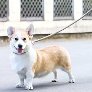 Colliers pour chiens moyen petit laisse de plomb formation comportement aides chaîne réglable vente Durable Collares Para Gatos accessoires pour animaux de compagnie