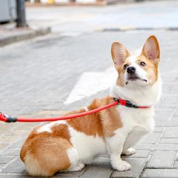 Colliers en Nylon pour chiens, corde P pour animaux de compagnie, pour chaîne moyenne et grande, accessoires pratiques d'entraînement aux chocs antidéflagrants