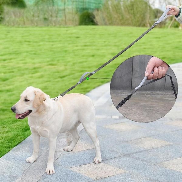 Colliers de chien Réflexion sur chiens pour les harnais de marche nocturne