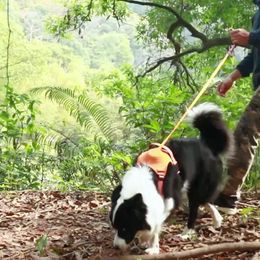 Les colliers pour chiens révolutionnent les promenades de votre animal avec la laisse intégrée automatique ultime au dos de la poitrine - Perfect Pet Supplies S