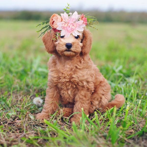 Collares para perros, corona de boda, sombreros para mascotas, hojas de flores, corona Natural fresca, banda para la cabeza de gatos para cachorros