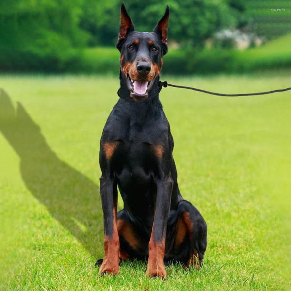 Colliers de chien YOUZI NYLON PET Training Leash Heavy Duty Résistant à l'usure Corde de traction de sécurité pour la marche quotidienne