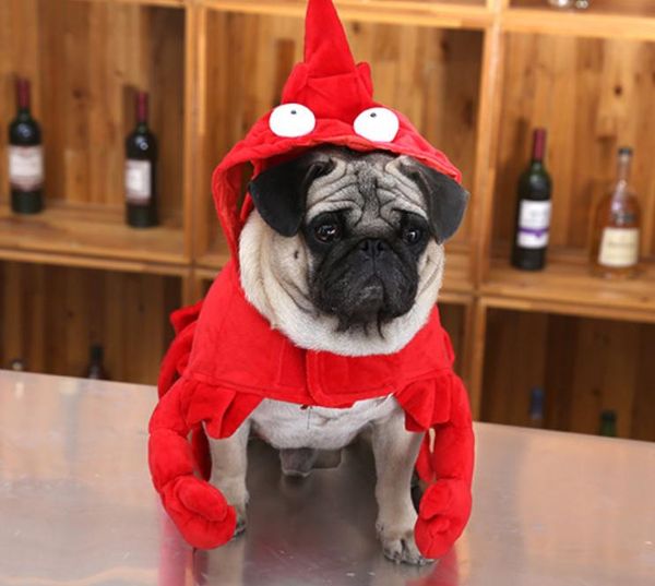 Costume de transfiguration de homard pour chien drôle Teddy Pug Bago vêtements d'Halloween Noël rouge Aolong vêtements pour animaux de compagnie Costume de transformation décontracté
