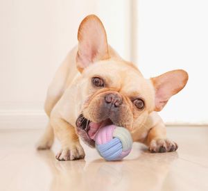 Perro juguete mascota suministros mascotas polvo azul algodón cuerda nudo juguetes combinación picadura molar interacción perrito dentición