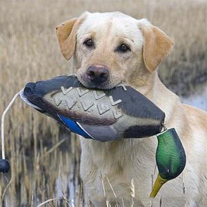 Dog Toys Chews bootst dode eend bumper speelgoed voor voor het trainen van puppy's of jachthonden leert Mallard watervogelsgame ophalen dummy 221111