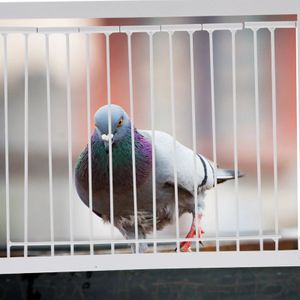 Fil de porte d'entrée piège à oiseaux, fourniture de Loft 231225