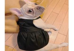 Habiller des animaux de compagnie designers de jupe de camisole noir sexy