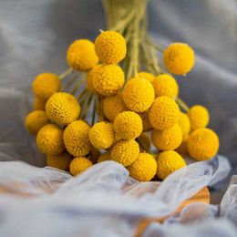 Fleurs séchées 20 pièces boules de Craspedia Billy naturelles orbes dorés jaune fleur préservée bureau à domicile décoration de mariage accessoires de Table